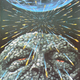 Illustration for article titled A Treasury of Rare and Weird Star Wars Posters From Around the World